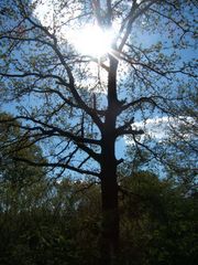 Sonnenbaum