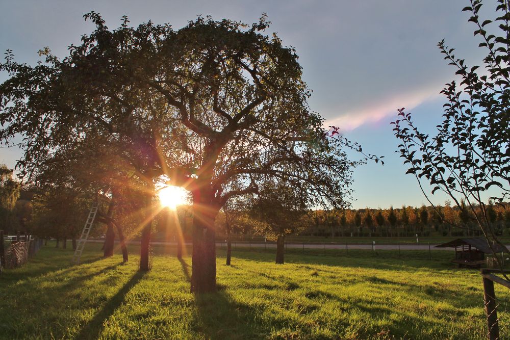 Sonnenbaum