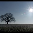 Sonnenbaum