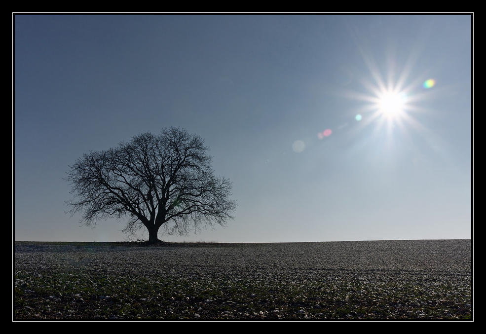 Sonnenbaum