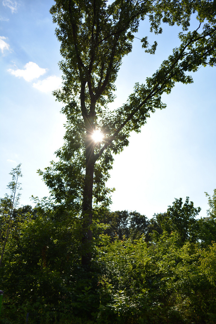 Sonnenbaum