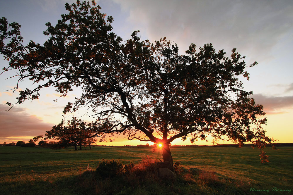 Sonnenbaum