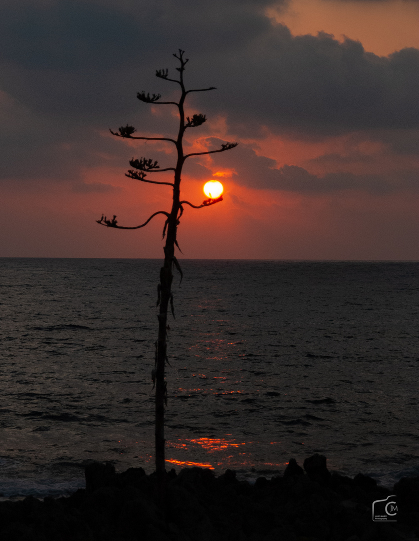 Sonnenbaum ;-)