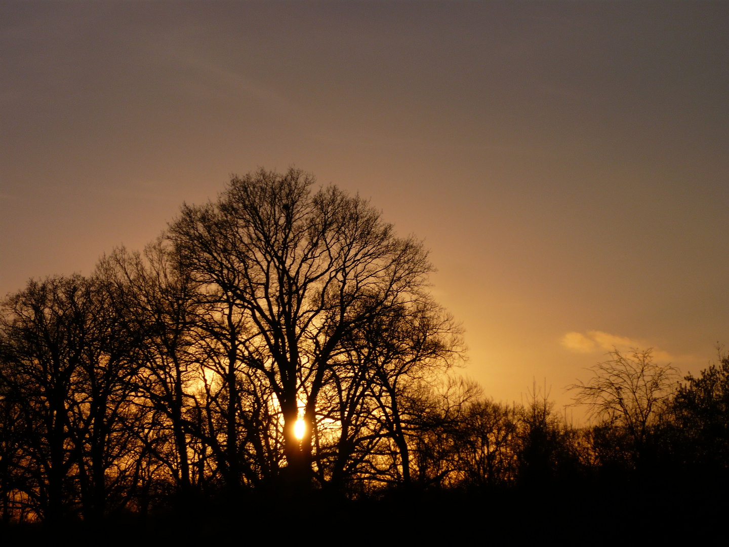 Sonnenbaum