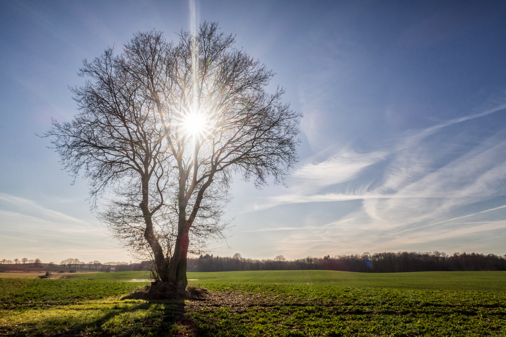 Sonnenbaum