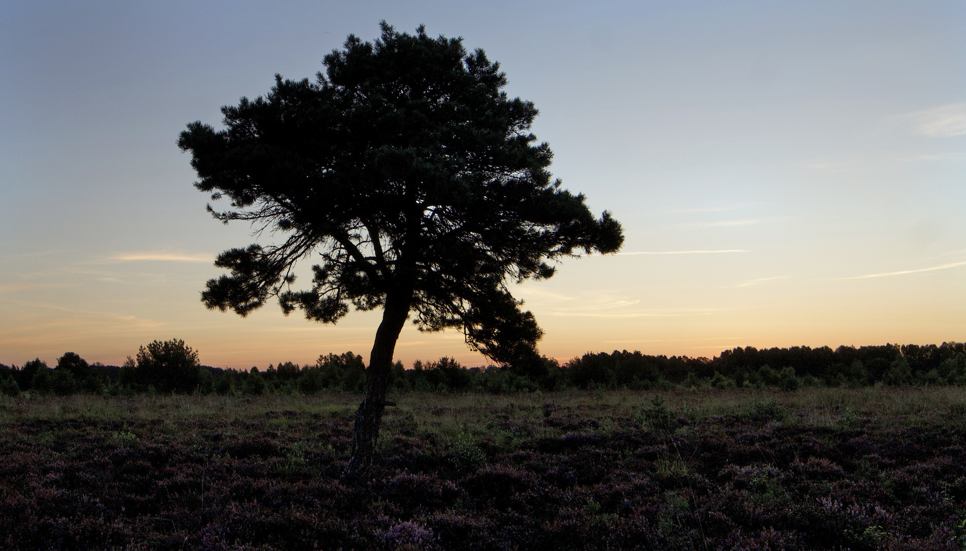 Sonnenbaum  © by Leni