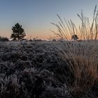 Sonnenbaum durch gefrorene Gräser ...