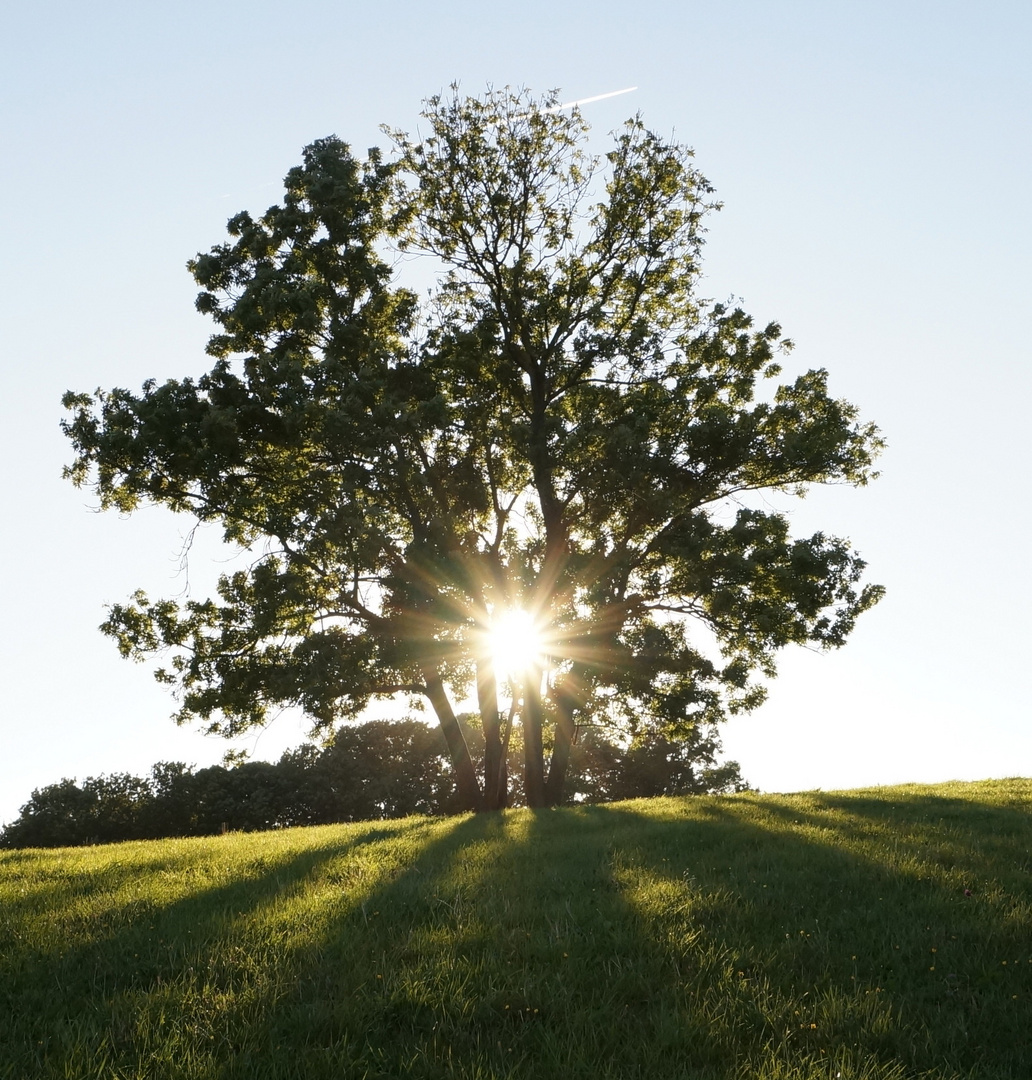 sonnenbaum