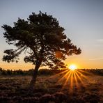 Sonnenbaum mit * 