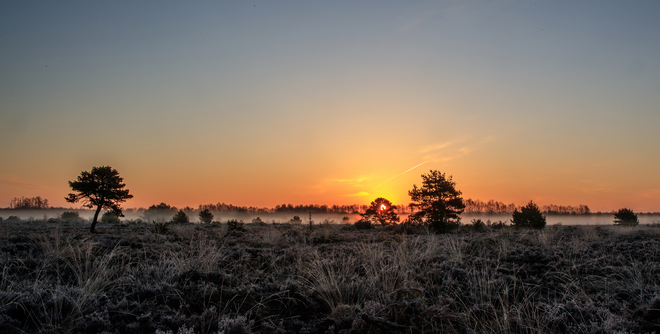 Sonnenbaum und seine Nachbarn