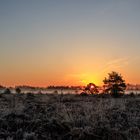 Sonnenbaum und seine Nachbarn