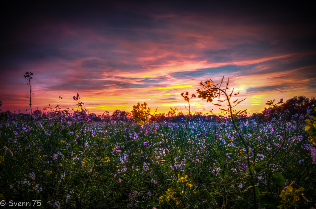 Sonnenbemalte Rapsblüte