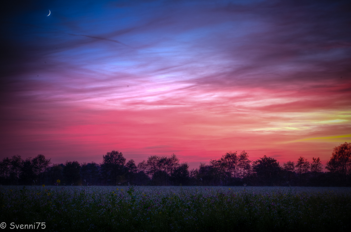 Sonnenbemalte Rapsblüte (später)