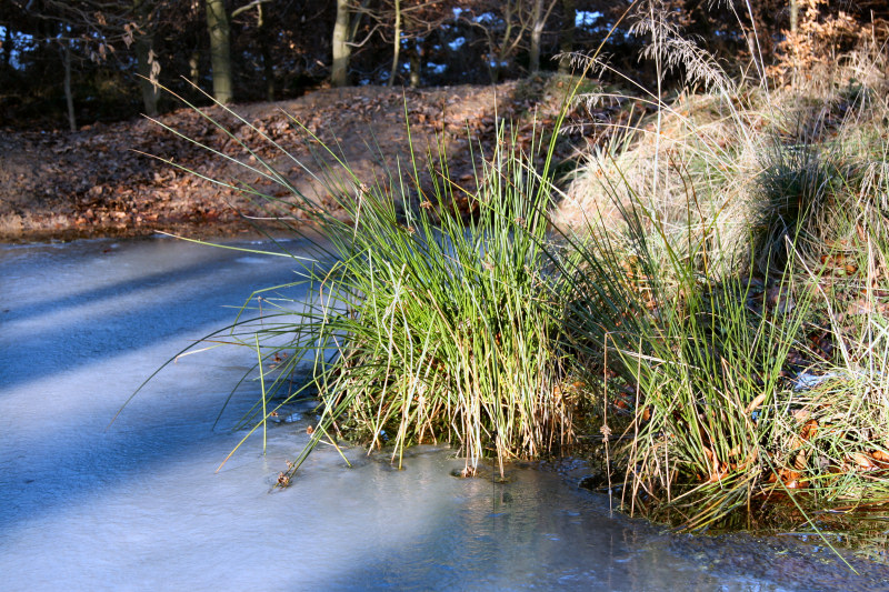 Sonnenbeschienenes Gras im gefrorenem Tümpel