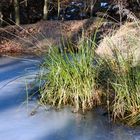 Sonnenbeschienenes Gras im gefrorenem Tümpel