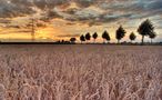 Sonnenbett im Kornfeld von Hans-Dieter Poppe