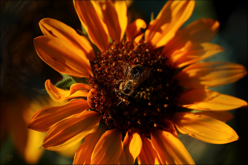 SonnenBienenBlume