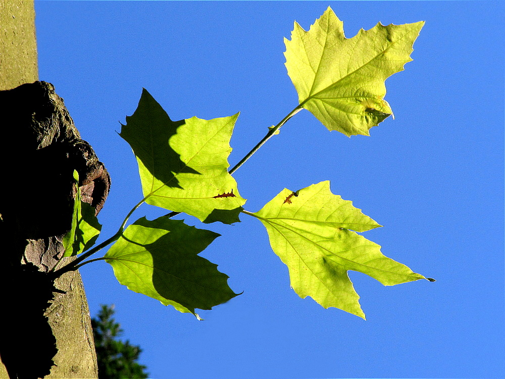 Sonnenblatt