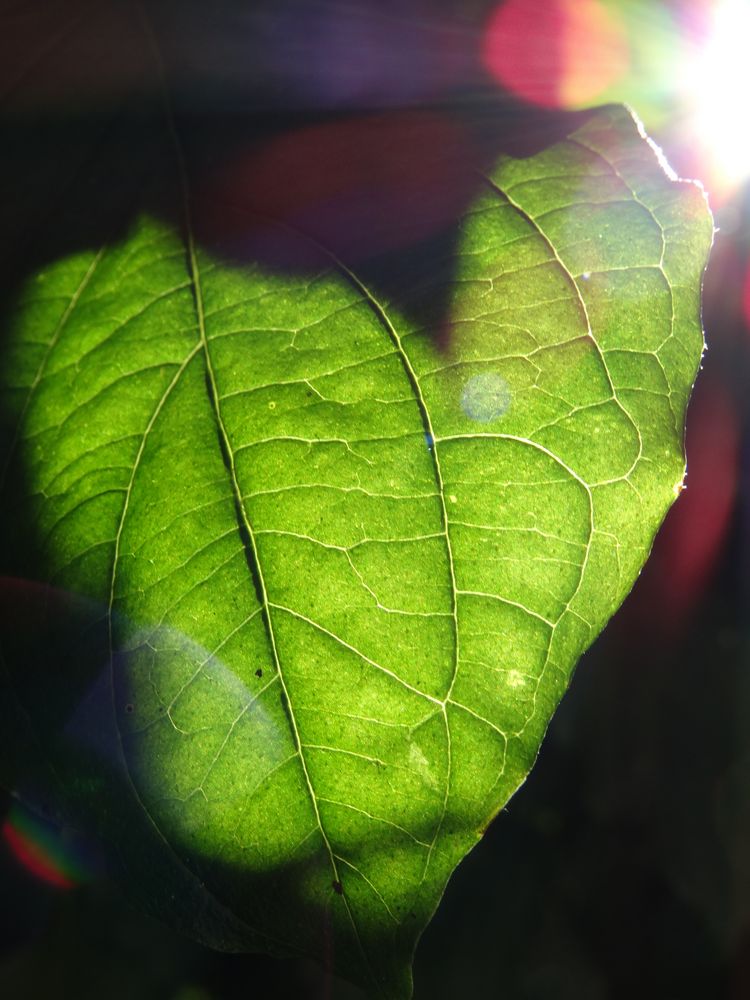 Sonnenblatt Foto & Bild | pflanzen, pilze & flechten, bäume, blatt ...