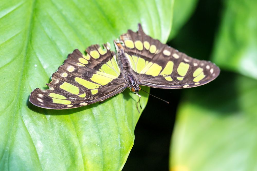 Sonnenblatt Foto & Bild | tiere, zoo, wildpark & falknerei, insekten ...