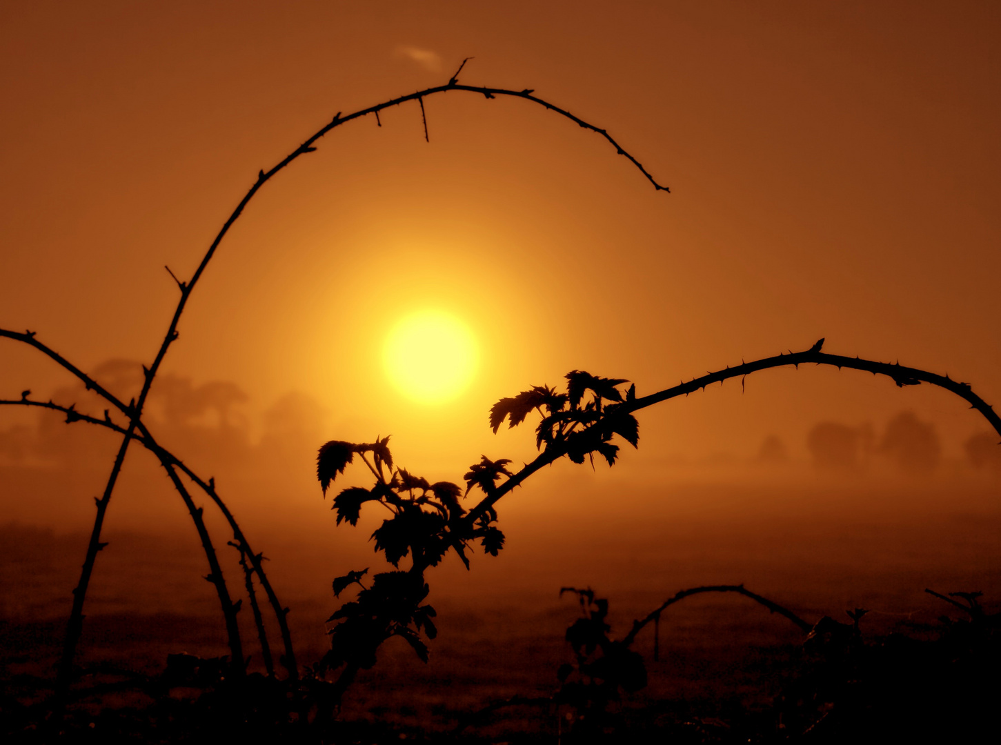 Sonnenblick