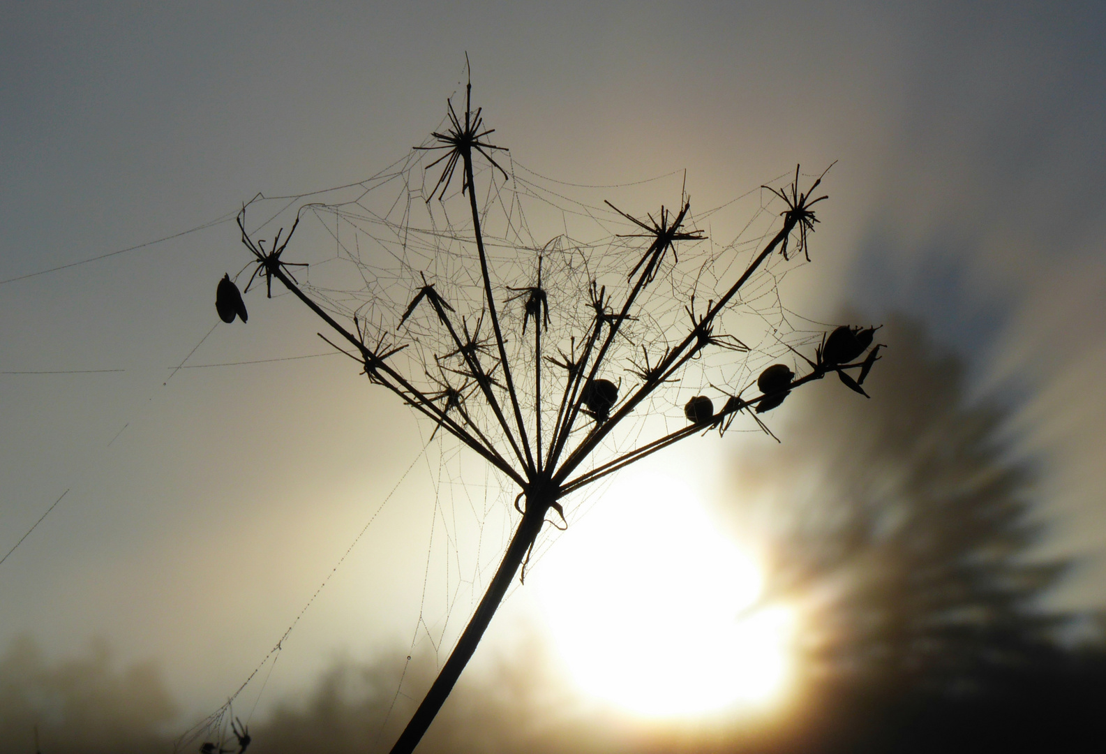 Sonnenblick 