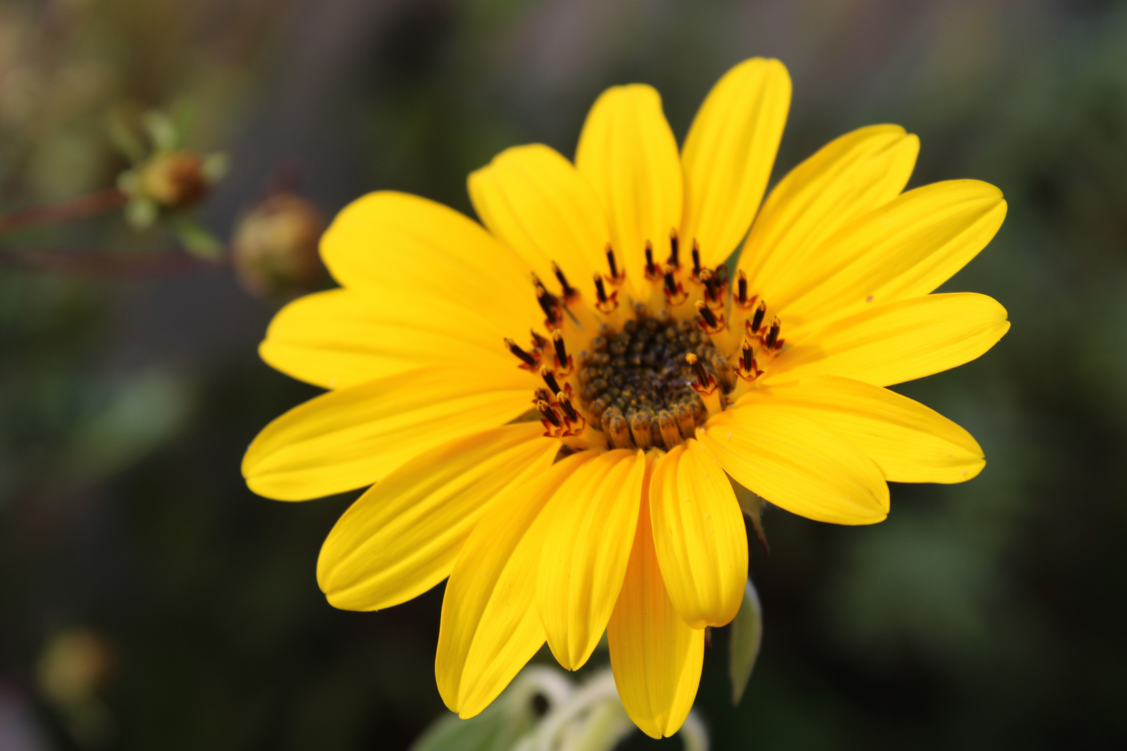 Sonnenblümchen, 2019.