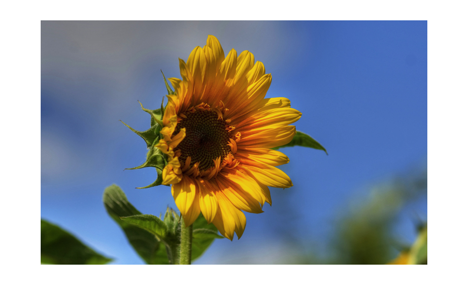 Sonnenblümchen