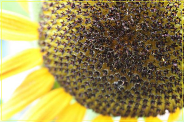 Sonnenblümchen :)