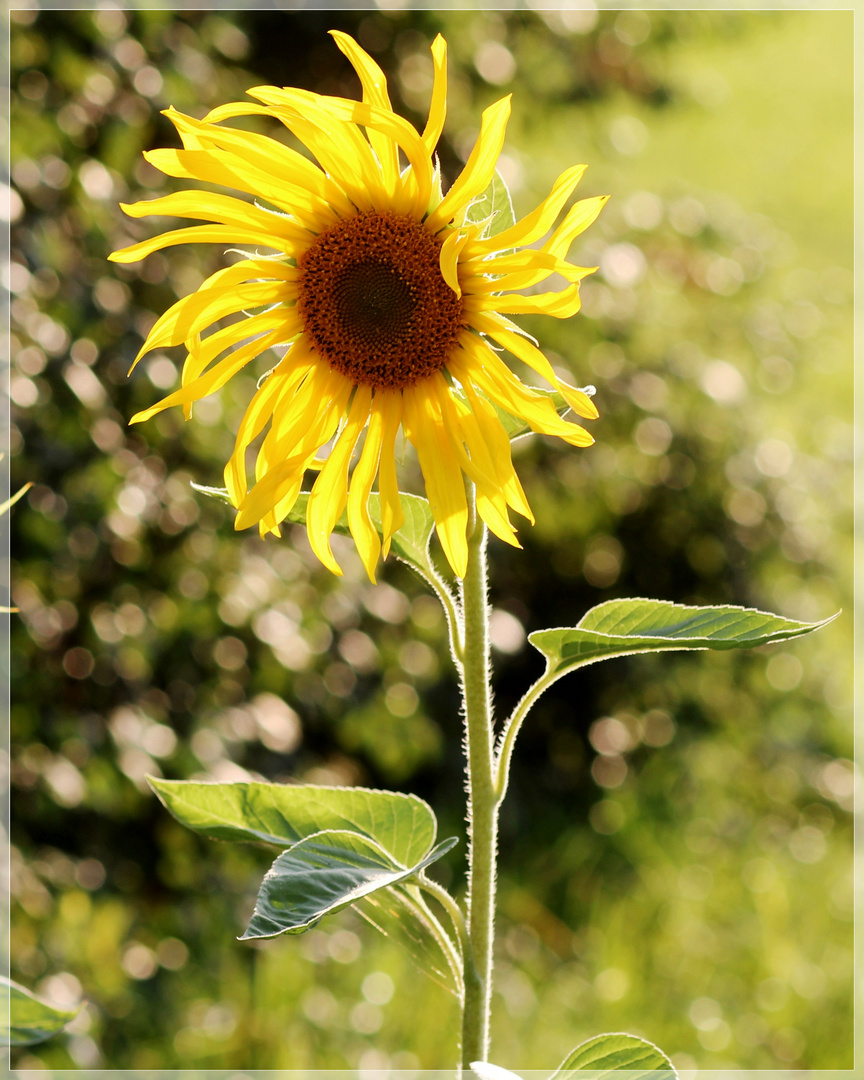 Sonnenblümchen