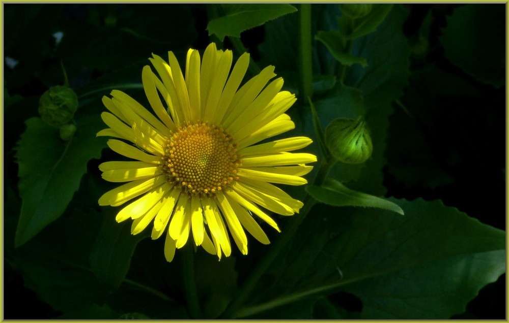 Sonnenblümchen