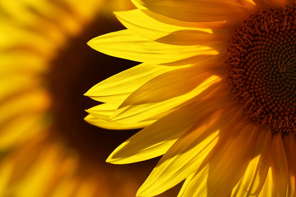 * Sonnenblümchen *