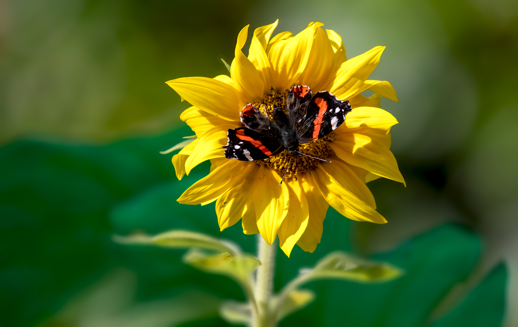 Sonnenblümchen