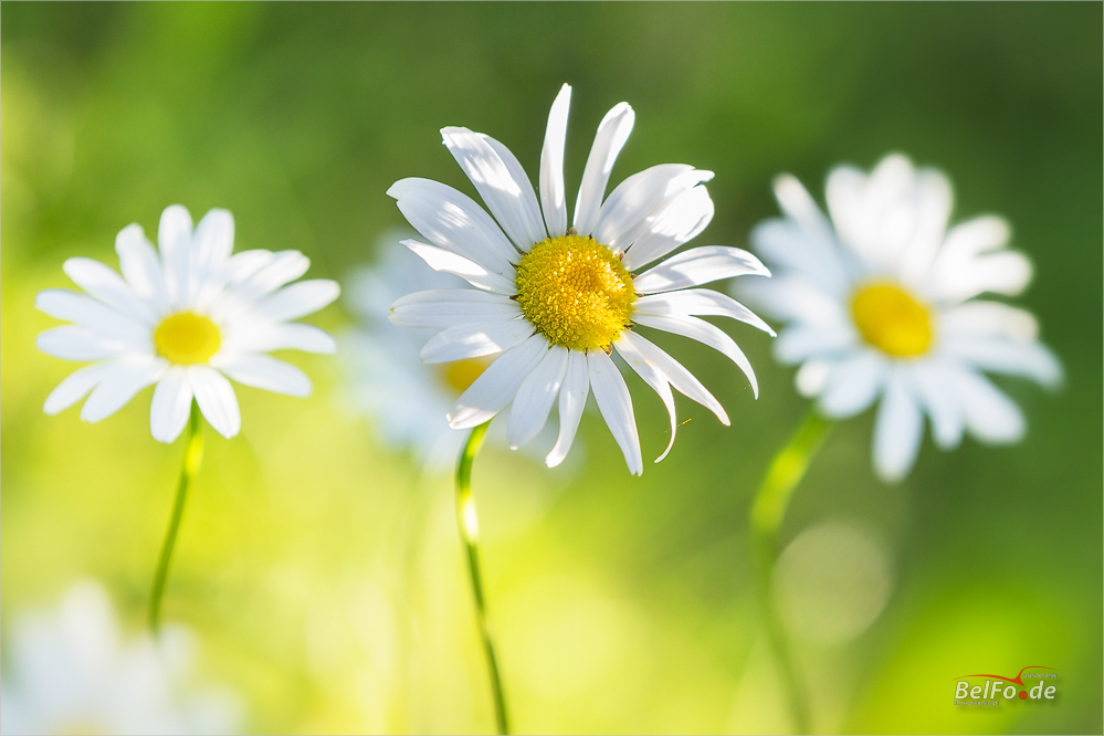 Sonnenblümchen