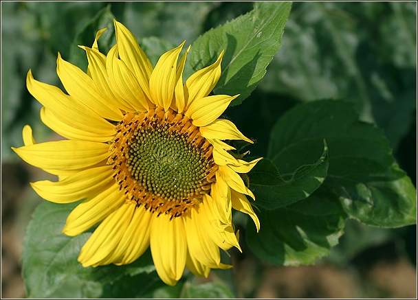 Sonnenblümchen