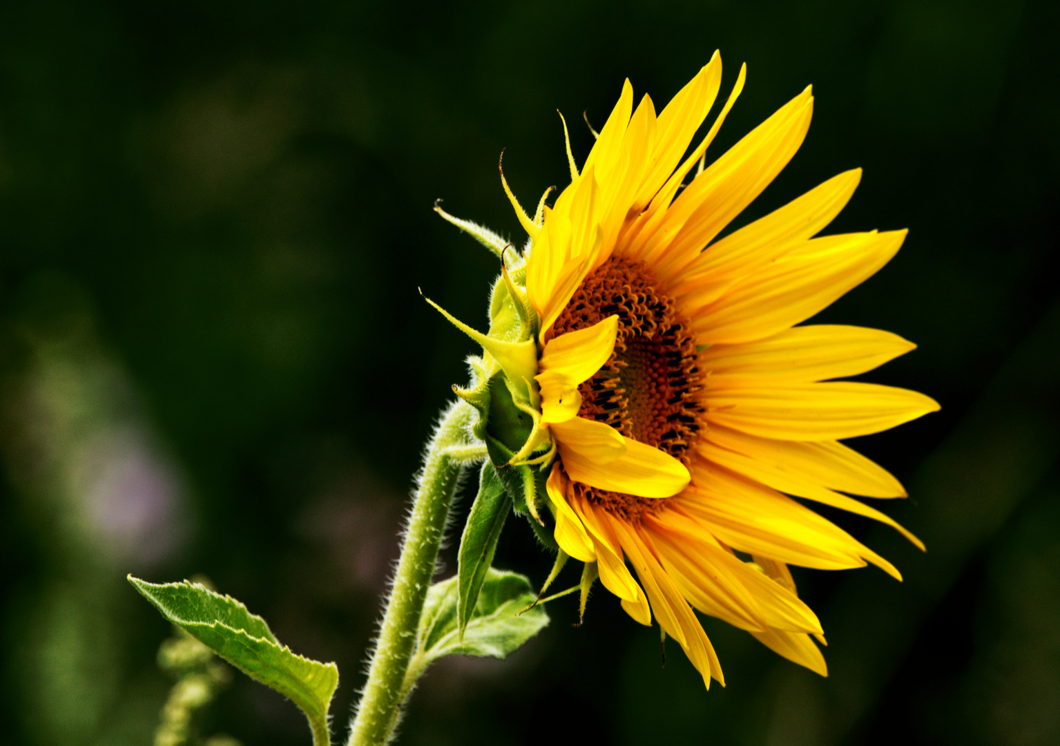 Sonnenblümchen