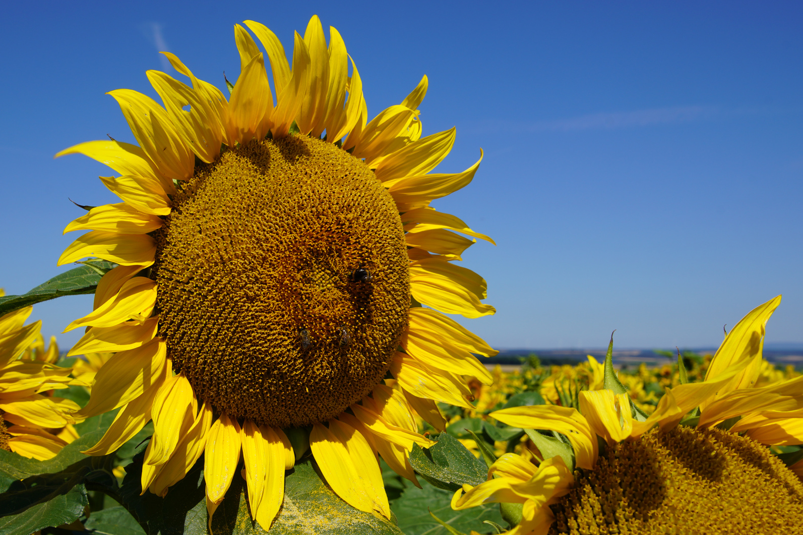 Sonnenblümchen, größer als ich selbst.