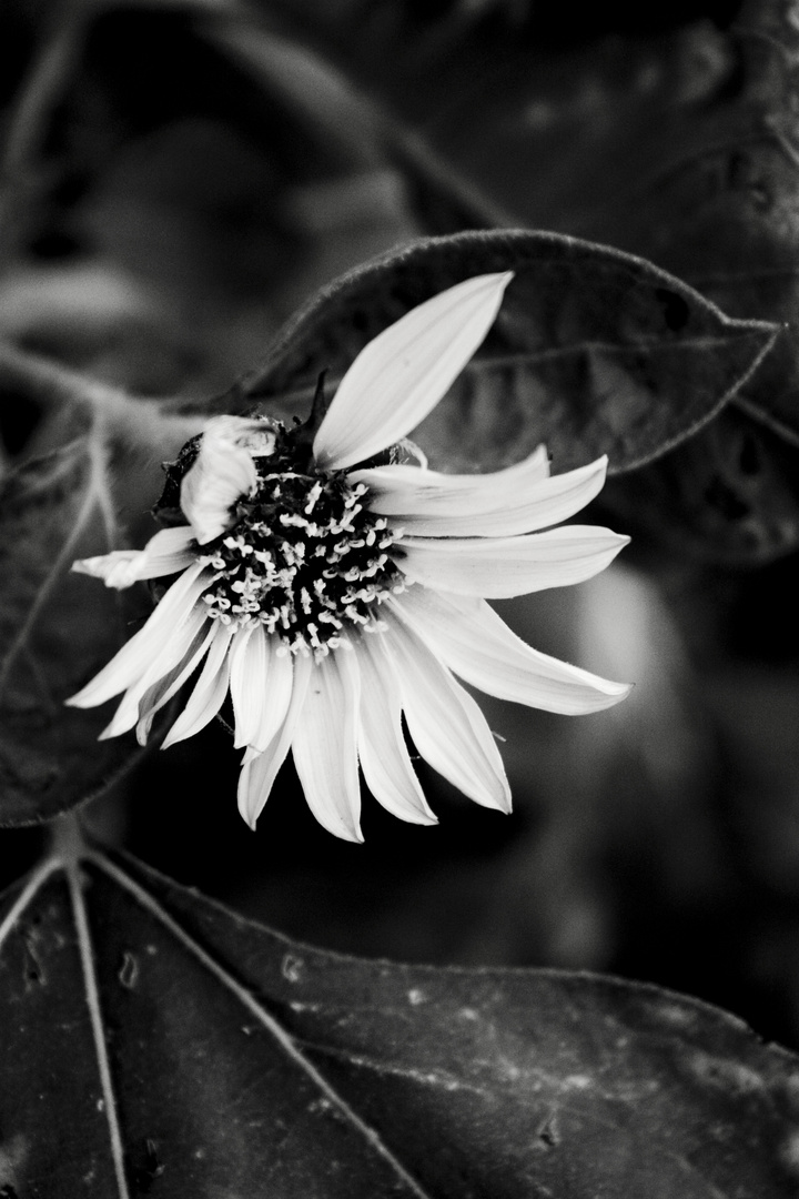 Sonnenblümchen im Herbst