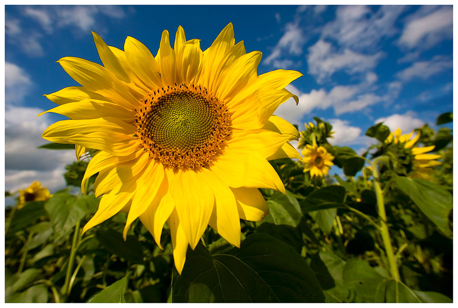 Sonnenblümchen, oder...