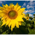 Sonnenblümchen, oder...