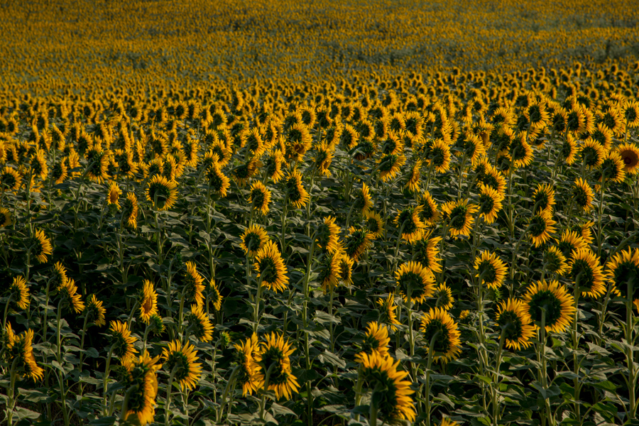 Sonnenblümchenfelder