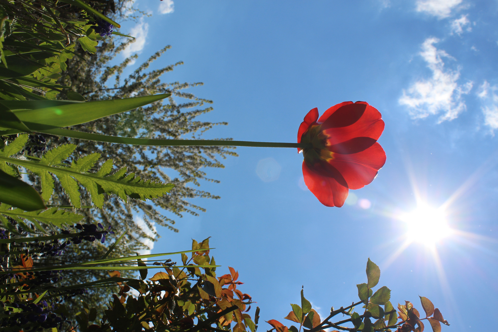 Sonnenblüte