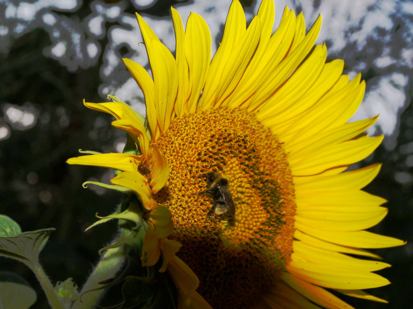 Sonnenblüte