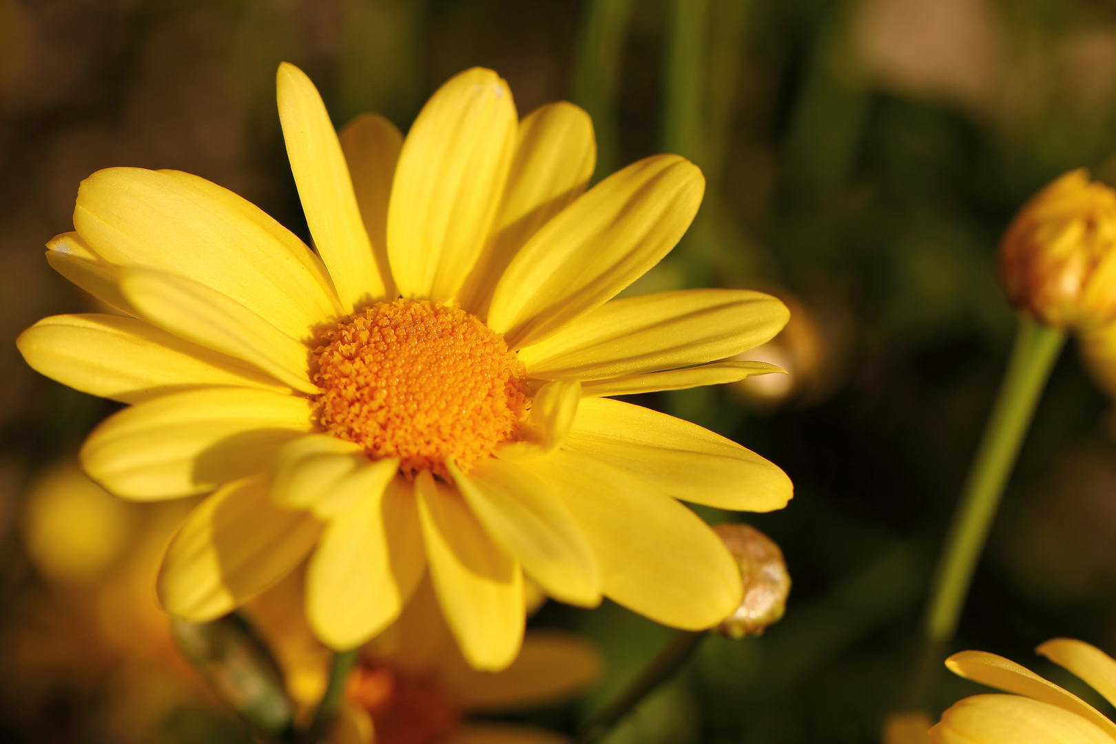 Sonnenblüte