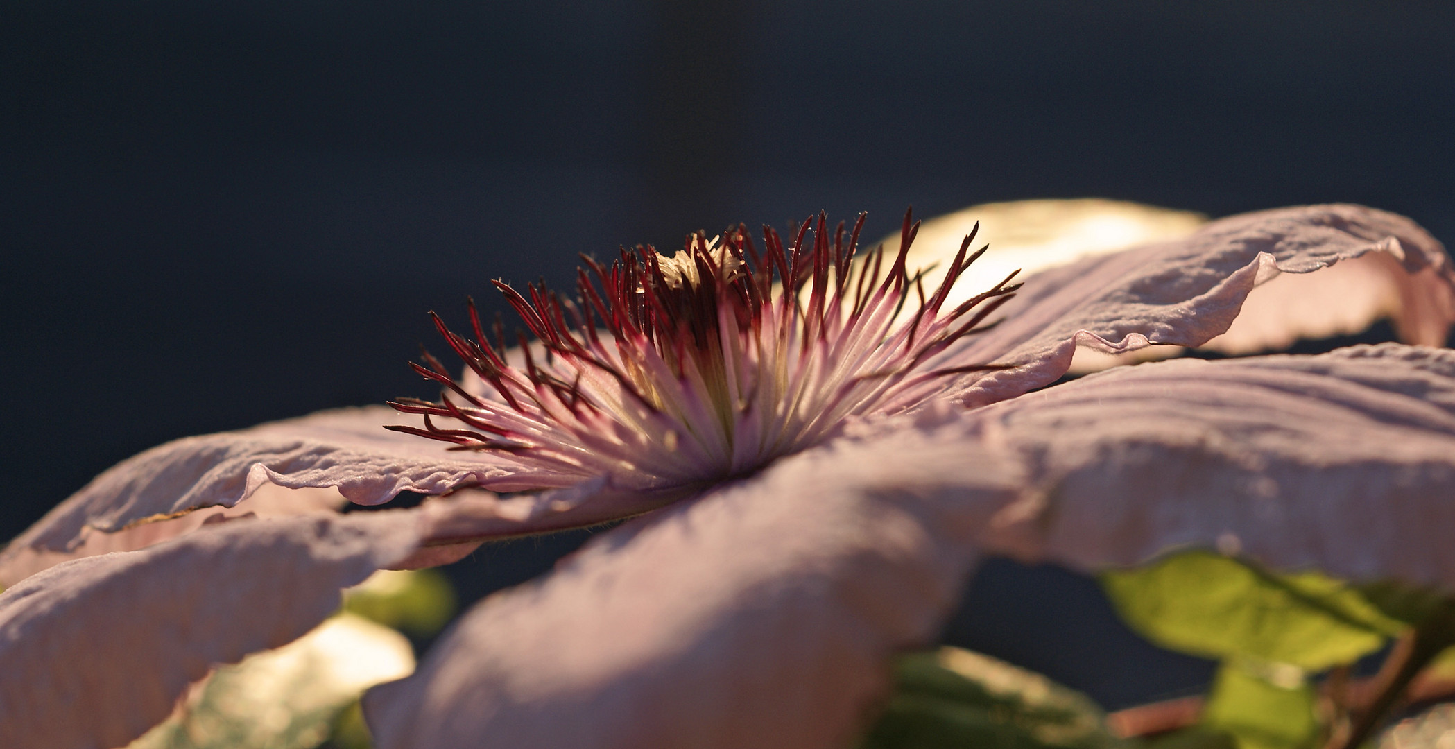 Sonnenblüte