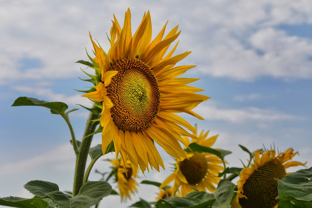 Sonnenblüte