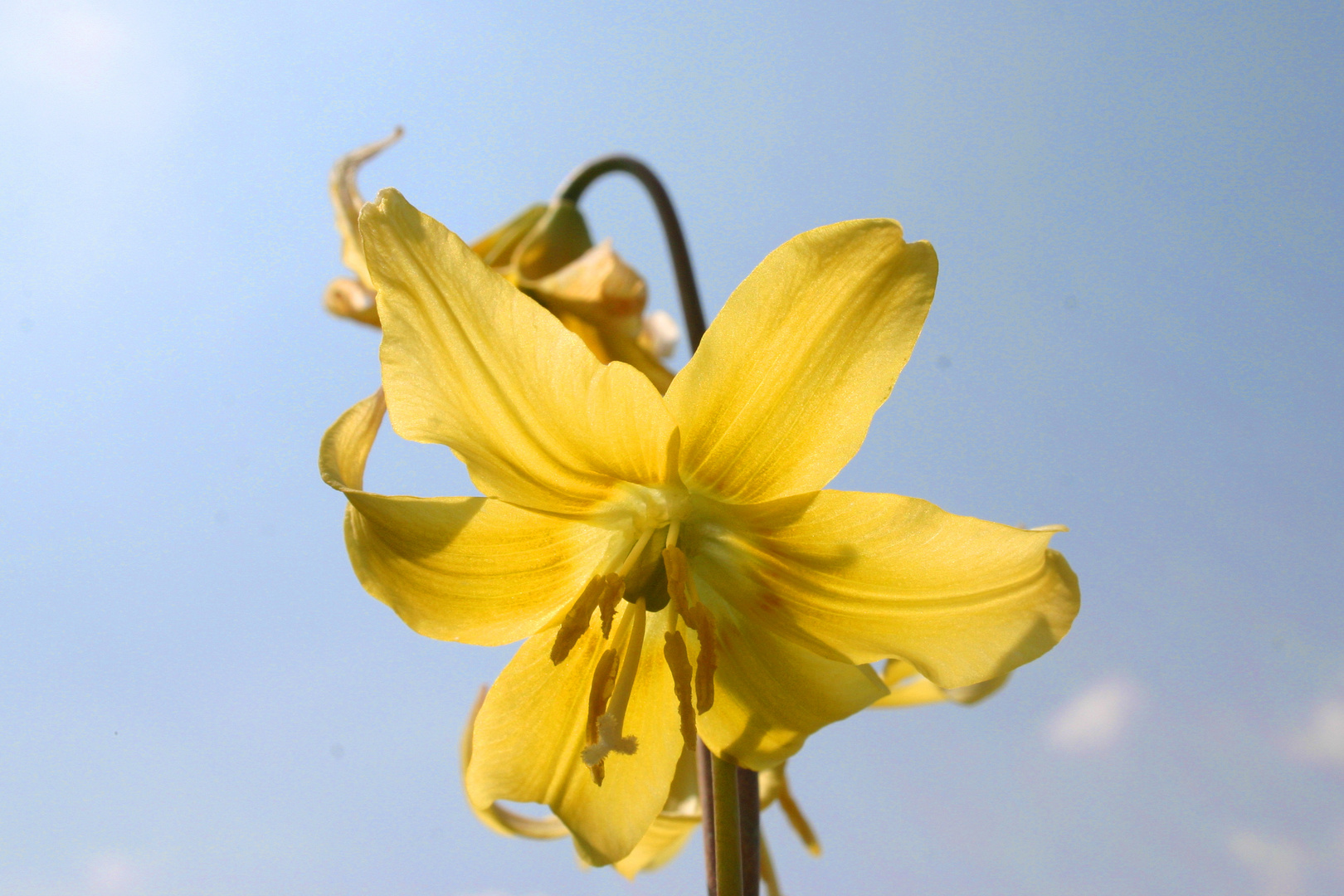 Sonnenblüte