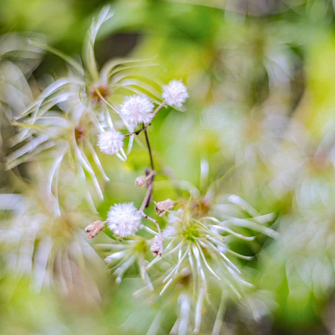 Sonnenblüten