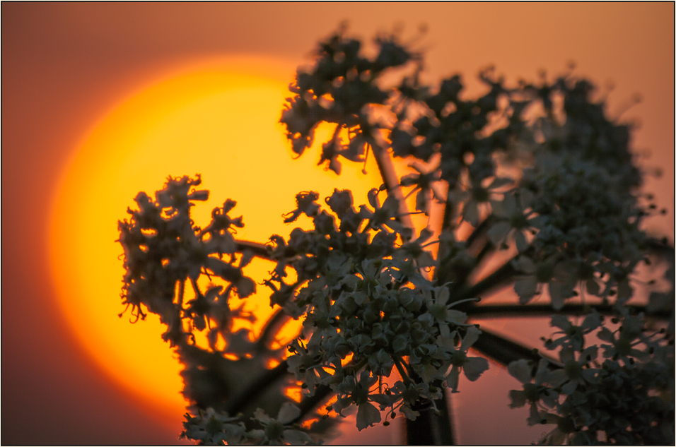 Sonnenblüten...