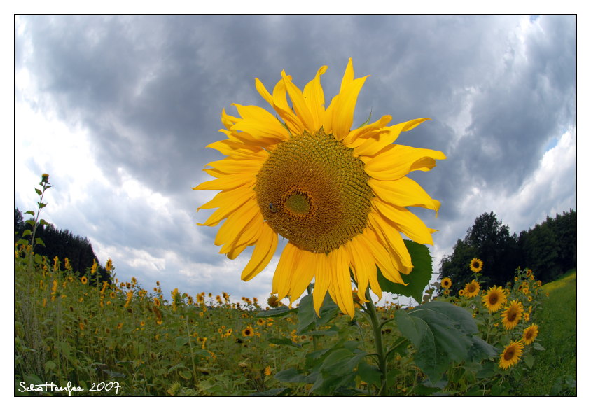 Sonnenblume